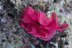 spanish dancer eggs photo