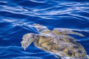 caretta turtle near sea surface for breathing photo