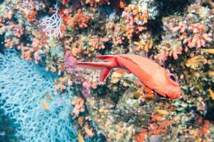 diving in colorful reef underwater photo