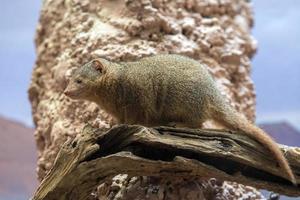 Dwarf mongoose from africa portrait photo