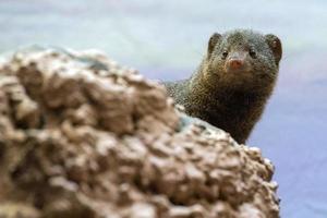 Dwarf mongoose from africa portrait photo