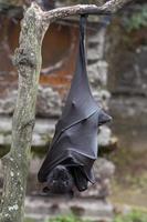 Flying fox close up portrait detail view photo