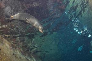 Puppy baby sea lion underwater looking at you photo