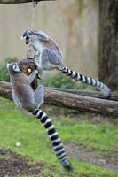 lemur monkey while jumping photo