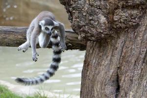 lemur monkey in the zoo photo