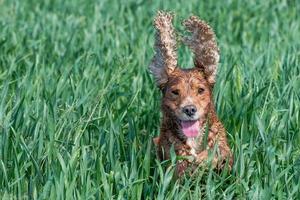 Perro feliz cocker spaniel inglés mientras corre hacia ti foto