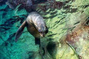 Puppy baby sea lion underwater looking at you photo