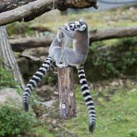lemur monkey while jumping photo