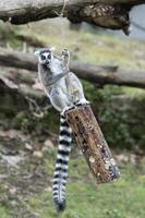 lemur monkey while jumping photo