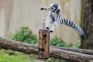 lemur monkey while jumping photo