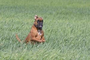 Isolated boxer young puppy dog while jumping on green grass photo