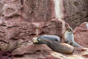 californian sea lion seals relaxing photo