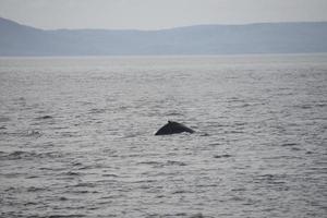 cola de ballena jorobada foto