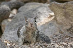 A grey squirrel looking at you while portrait on the rock background photo