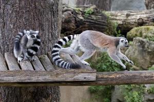 lemur monkey while jumping photo