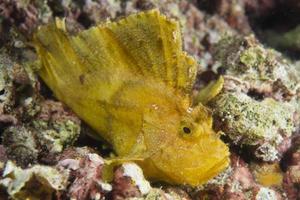 Yellow Leaf fish in Cebu photo