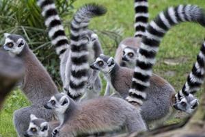 lemur monkey in the zoo photo