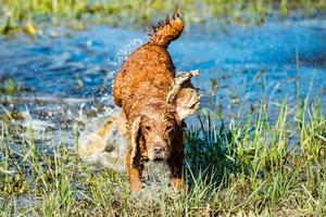 Puppy young dog English cocker spaniel while running in the water photo