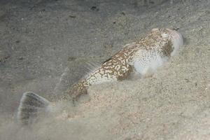Stargazer priest scorpion fish photo