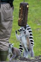 lemur monkey while jumping photo