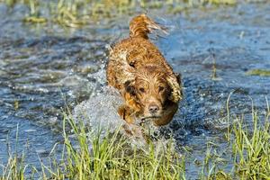 Dog Puppy cocker spaniel playing in the water photo