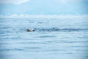 tuna fish jumping outside the sea photo