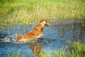 Puppy young dog English cocker spaniel while running in the water photo
