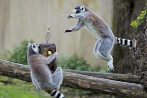 lemur monkey while jumping photo