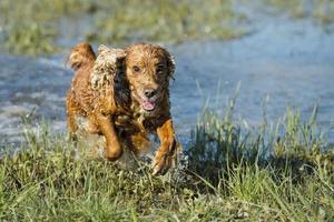 Happy english cocker spaniel while playing in the river photo