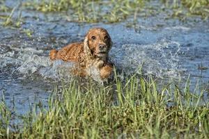 Happy Dog English cocker spaniel while running to you photo