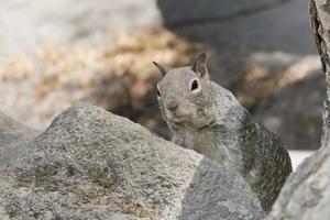 Grey squirrel portrait photo