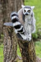 lemur monkeys in the zoo photo