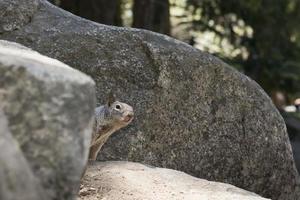 A grey squirrel looking at you while hiding behind a rock photo