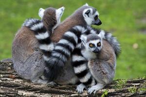lemur monkeys in the zoo photo