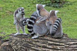 lemur monkeys in the zoo photo