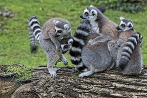 lemur monkeys in the zoo photo