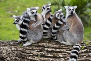 lemur monkeys in the zoo photo