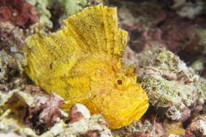 Yellow Leaf fish in Cebu photo