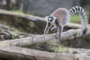 lemur monkeys in the zoo photo