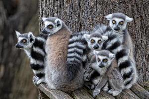 lemur monkeys in the zoo photo
