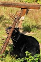 black bear while eating with a squirrel photo