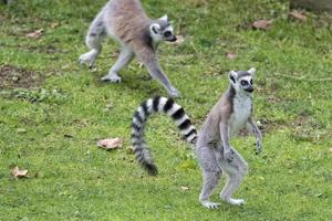 lemur monkey in the zoo photo