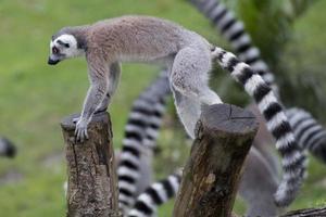 lemur monkey in the zoo photo