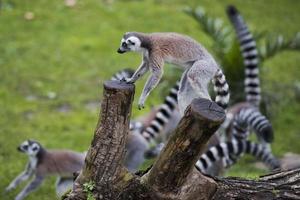 lemur monkey while jumping photo