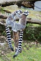 lemur monkey while jumping photo