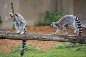 lemur monkey while jumping photo