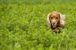 Isolated cocker spaniel running to you in grass background photo