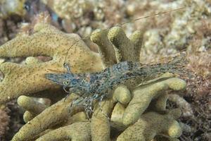 Shrimp underwater portrait photo