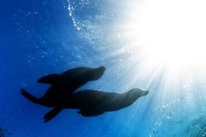 backlight on sea lion underwater photo