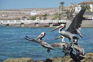 Pelican while flying photo